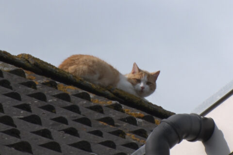 Kat op dak
